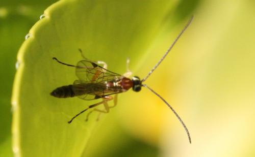 Réf. 252 911 : Tromatobia lineatoria